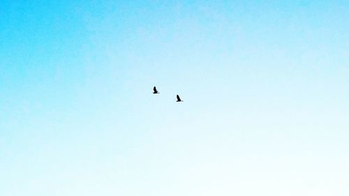 Low angle view of eagle flying against clear sky