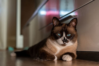 Portrait of cat sitting on floor at home