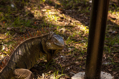 Green iguana also known as iguana iguana basks on a rock in miami, florida