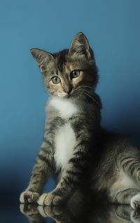 Portrait of kitten