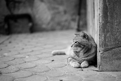 Close-up of a monkey