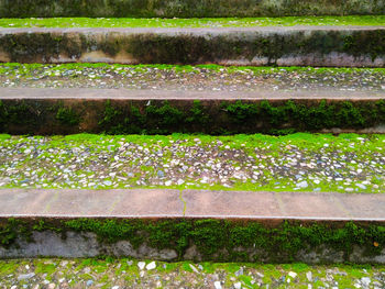 High angle view of flower field