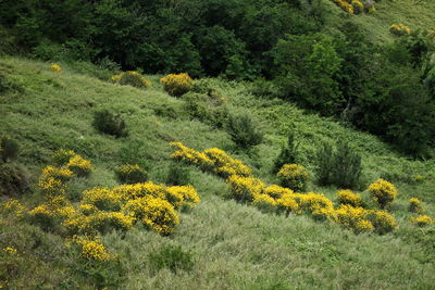 High angle view of plants on hill