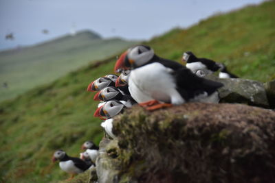 Atlantic puffins on rock