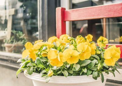 Close-up of yellow flowers in vase