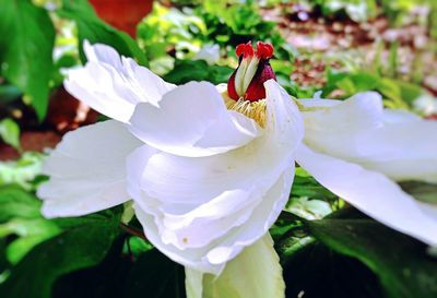 Close-up of white flower