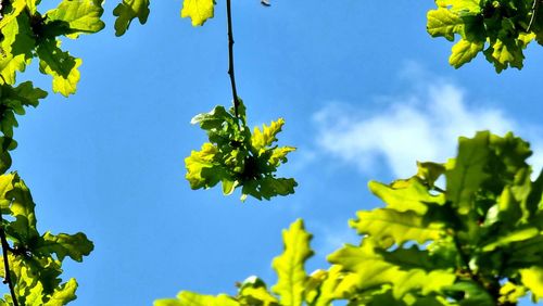 Low angle view of tree against sky