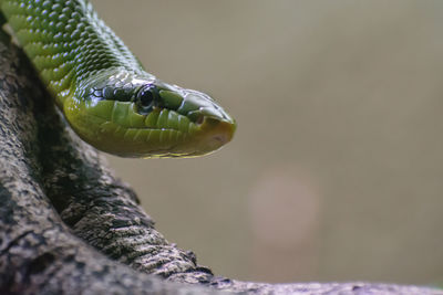 Close-up of snake