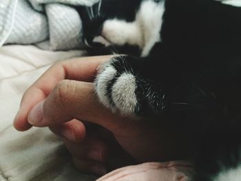 Close-up of hand holding cat