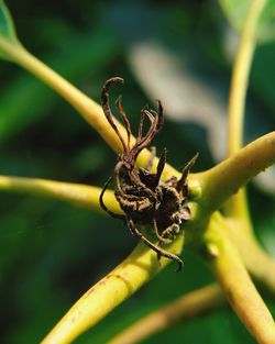 Close-up of insect on plant