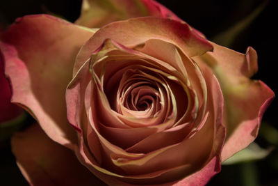 Close-up of pink rose blooming outdoors