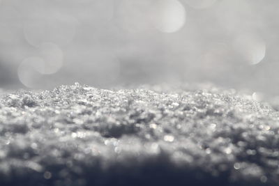 Close-up of water drops on plant