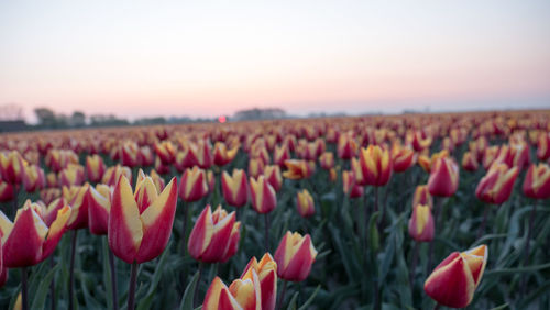 Close-up of tulips on field against sky