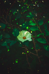 Close-up of flowers blooming outdoors