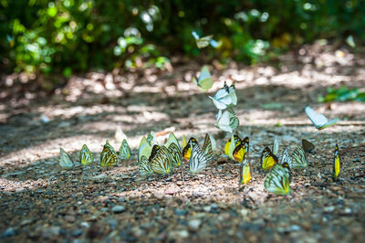 Close-up of butterflies on land