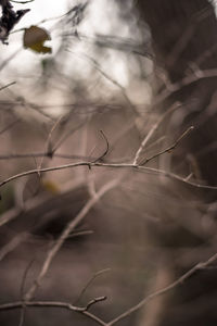 Close-up of plant