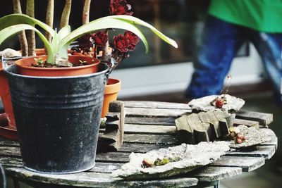 Close-up of potted plant on table