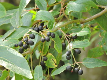 Close-up of plant