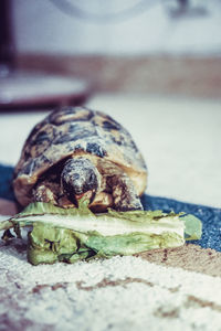 Close-up of turtle