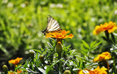 Close-up of butterfly pollinating flower