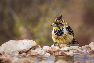 Close-up of bird perching on rock