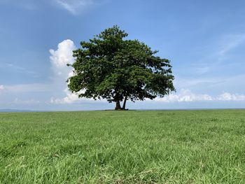 Tree on field against sky