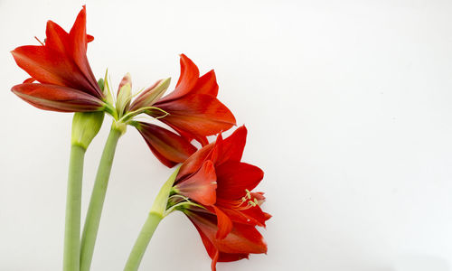 Close-up of red flowers