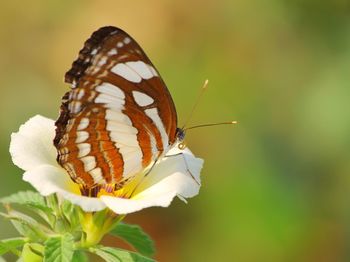 Close-up of butterfly pollinating on flower