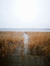 Scenic view of sea against clear sky