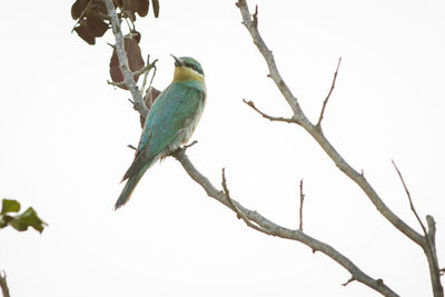Low angle view of bird perching on branch against sky