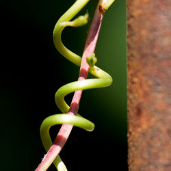 Close-up of green plant
