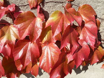 Full frame shot of red leaves