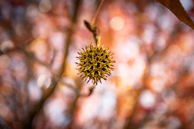 Close-up of flowering plant