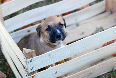 Close-up portrait of puppy