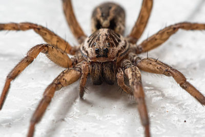 Close-up of spider