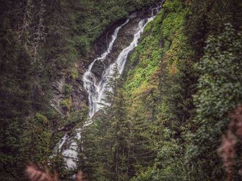 Scenic view of waterfall in forest