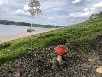 Plants growing on land against sky