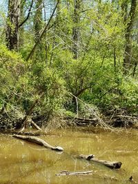 Scenic view of lake in forest