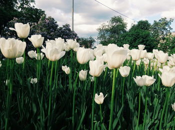 Close-up of fresh white flowers blooming in park