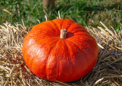 High angle view of pumpkins on field