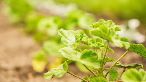 Close-up of fresh green leaves