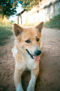 Portrait of dog on field