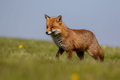 Side view of cat on field