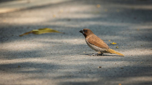 Close-up of a bird on the road