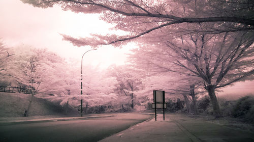 Empty road by trees against sky in city