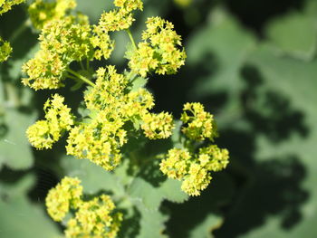 Close-up of yellow flowering plant