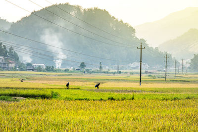 Scenic view of field against sky