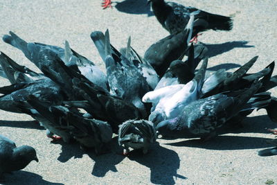 High angle view of birds on road