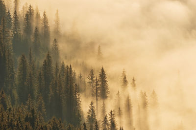 Scenic view of forest against sky