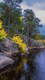 Reflection of trees in water